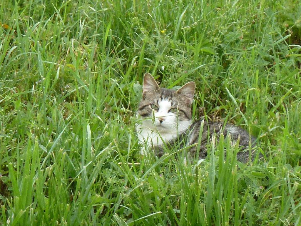 Gatto