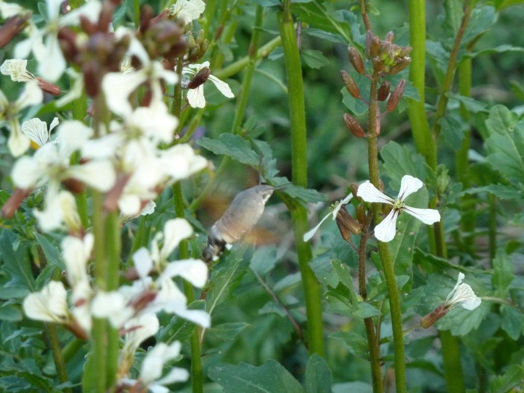 SfingeColibrì