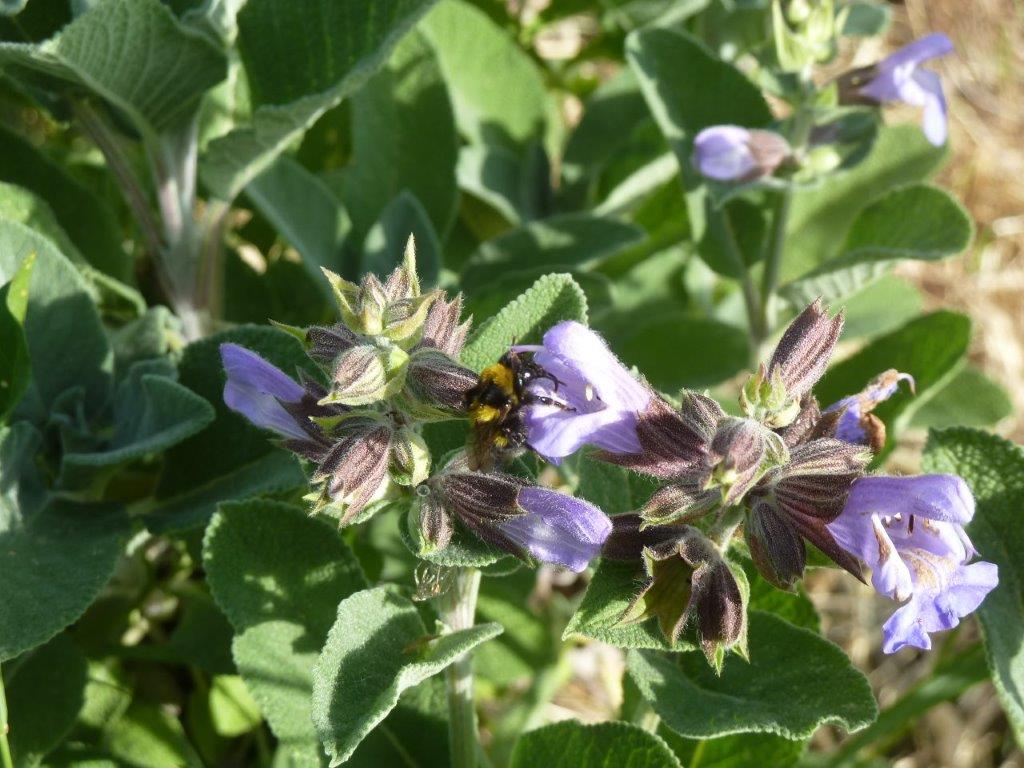 Salvia